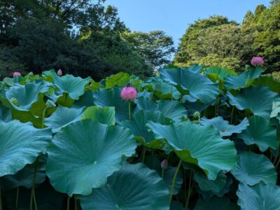 治療室TERAの8月のおもてなしのお知らせ