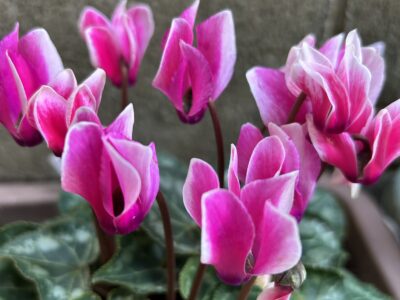 治療室TERAの12月のキャンペーンのお知らせ